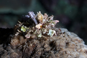 Raja Ampat 2019 - DSC06817_rc - Corallimorth decorator crab - Crabe decorateur - Cyclocoeloma tuberculata